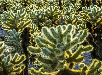 Teddy Bear Cholla Cactus Garden, Joshua Tree National Park, CA