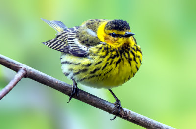 Cape May Warbler, Magee Marsh, Ohio