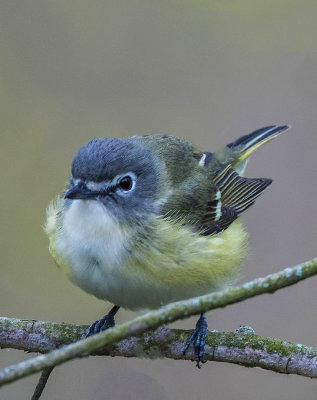 Blue-headed Vireo, Magee Marsh, OH