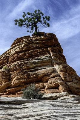 Ponderosa growing out of Navajo Sandstone, Zion National Park, UT