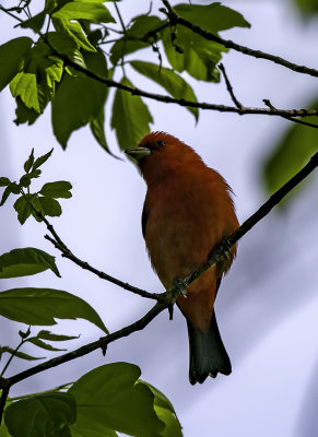 Scarlet Tanager, Magee Marsh, OH
