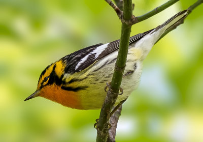 Blackburnian Warbler, Magee Marsh, Ohio