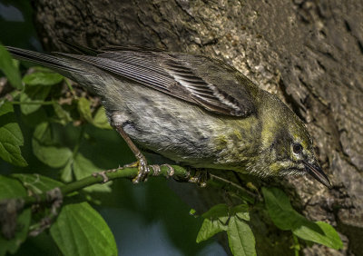 Pine Warbler (immature female), Magee Marsh, OH