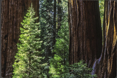 Redwoods, Redwoods National Park, CA