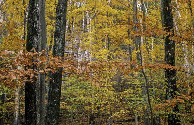 Beech and Birch Woodland, Peninsula State Park, Door County, WI