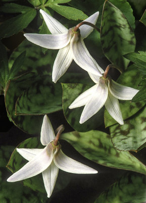 Trout Lilies, Messenger Woods, Will County Forest Preserve District, IL