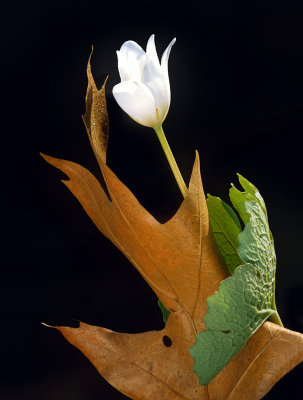 Bloodroot, Ryerson Woods, Lake County, IL