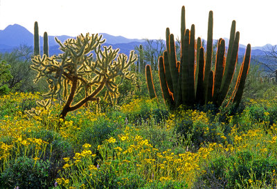 Brittlebush, Chain Cholla Cactus, Organ Pipe Cactus, Organ Pipe Cactus National Monument, AZ