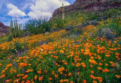 Mexican Gold Poppies, Chia, Lupines,Desert Chicory, Organ Pipe Cactus National Monument, AZ