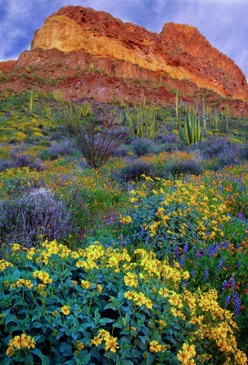 Brittlebush, Lupines, and Mexican Gold Poppies, Organ Pipe Cactdus National Monument, AZ