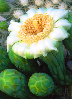 SaguaroCactus bloom, Organ Pipe Cactus National Monument, AZ