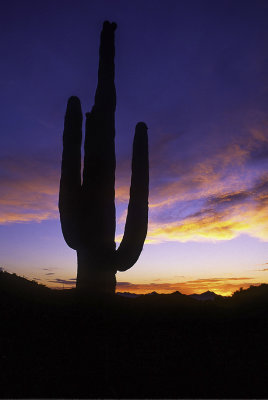 Saguaro Cactus Sunset, Organ Pipe Cactus National Monument, AZ