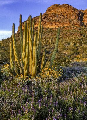 Spring at Organ Pipe Cactus National Monument AZ