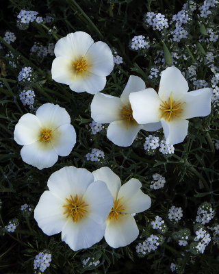 White Poppies and Popcorn Flowers, Bartlett Lake Regional Park, AZ