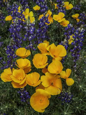 Poppies and Lupines, San Carlos Apache Reservation, AZ