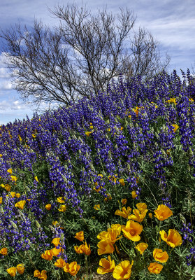 Poppies and lupines, San Carlos Apache Reservation, AZ