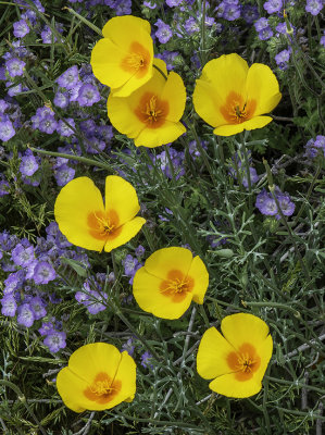 Poppies and Phacelia, Bartlett Lake Regional Park, AZ