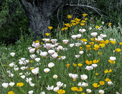 White and gold Mexican Gold Poppies, Bartlett Lake Regional Park, AZ