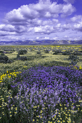 Wild Hyacinth, Tidy tips, Coreopsis, and Phacelia with the Temblor Range in the distance, Carrizo Plain National Monument, CA