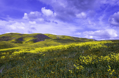 Fiddlenecks and Coreopsis in the foothills of the Tamblor Range, Carrizo Plain National Monument, CA