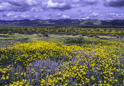 Coreopsis, Phacelia, and Wild Hyacinth, Carrizo Plain National Monument, CA