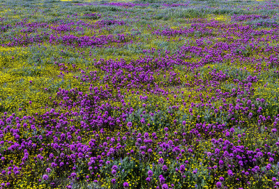 Owl Clover, Pygmy Lupine, and Goldfields, Antelope Valley, CA