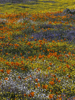Creme-cups,Poppies and, Goldfields, Antelope Valley, CA