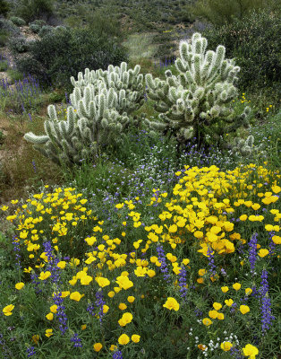 Cholla Cacti, Mexican Gold Poppies, and Lupines, Bartlett Lake Regional Park, AZ