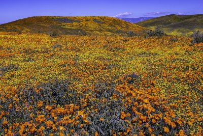 Antelope Valley Poppy Reserve, CA