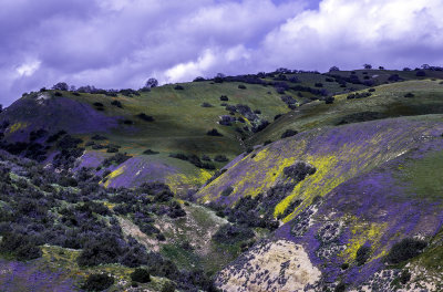 Spring in the Temblor Range, CA