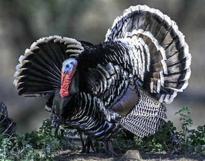 Wild Turkey, Madera Canyon, AZ