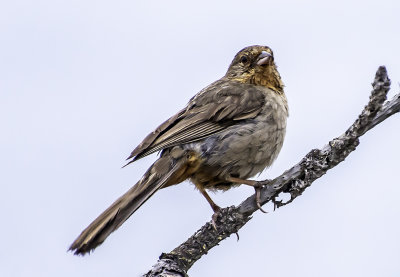 California Towhee, Torrey Pines State Nature Preserve, CA