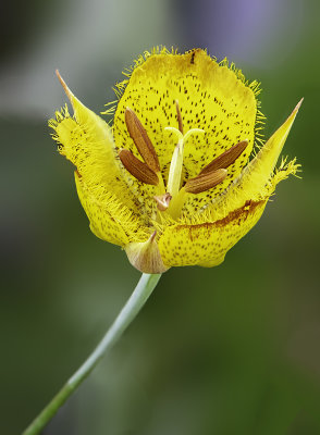 Yellow Mariposa Lily, Torrey Pines State Nature Preserve, CA