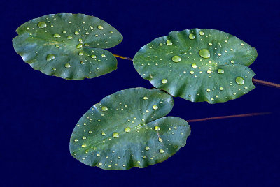 Pads of Yellow Lilies After a Heavy Rainfall, Ridges Sanctuary, Door County. WI