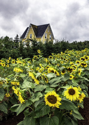 Sunflowers, White Gables at Hope River Gallery, PEI