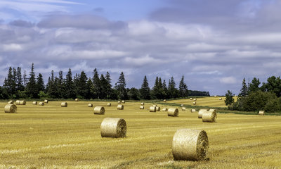 Hay Field, Prince Edward Island