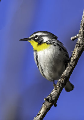 Yellow-throated Warbler, Bubbliing Ponds, Sedona, AZ