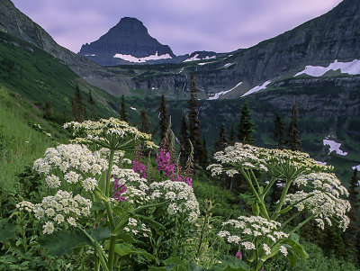 Cow Parsnip and Fireweed, Along Going-to-the-Sun Highway, Glacier National Park, MT