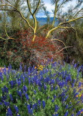 Lupines, Poppies, Chuperosa, and Palo Verde Tree, Bartlett Lake Regional Park, AZ
