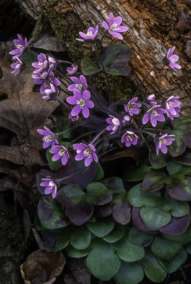 Round-lobed Hepatica, Moraine Hills State Park, IL