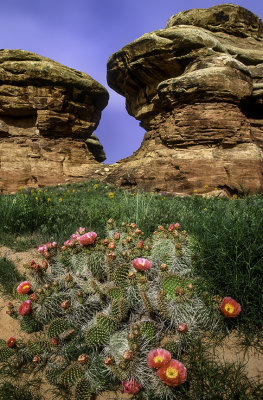 Prickly Pear Cactus, Canyonlands National Park, UT