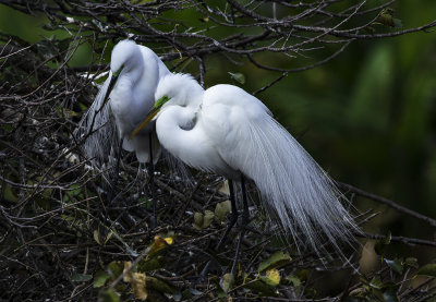 Great Egrets Preparing a Nest, Wakodahatchee Wetlands, Delray Beach FL