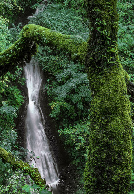 Shepard's Dell Falls, Columbia River Gorge, WA