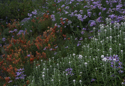 Paintbrush, Cascade Asters, and Pussy Toes, Mount Rainier National Park, WA