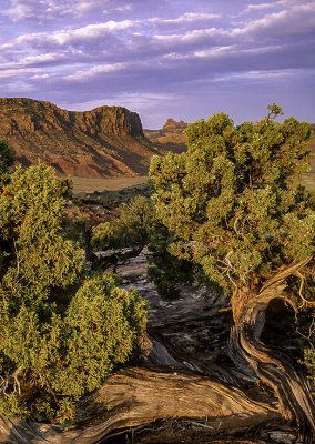 Utah Juniper, Arches National Park, UT