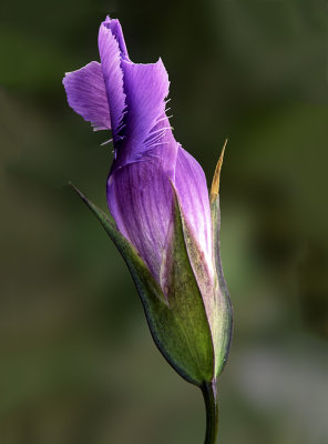 Fringed Gentian, Illinois Beach State Park, IL