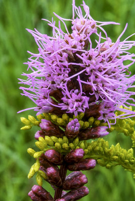 Goldenrod intertwined with Gayfeather, Illinois Beach State Park, IL