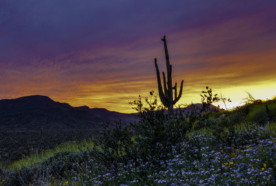 Saguaro Sunset at Bartlett Lake Regional Park, AZ