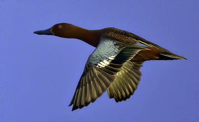 Cinnamon Teal, Bubbling Ponds, Sedona, AZ