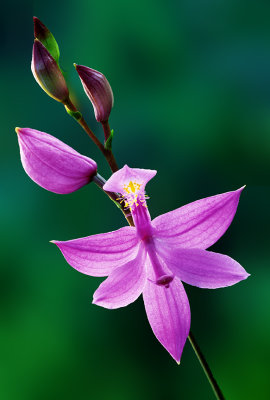 Grass Pink Orchid, Ridges Sanctuary, WI